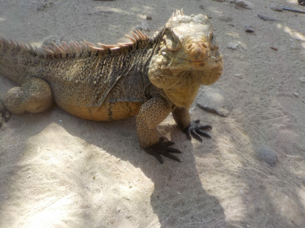 Kuba 2016 img 1524 kopie