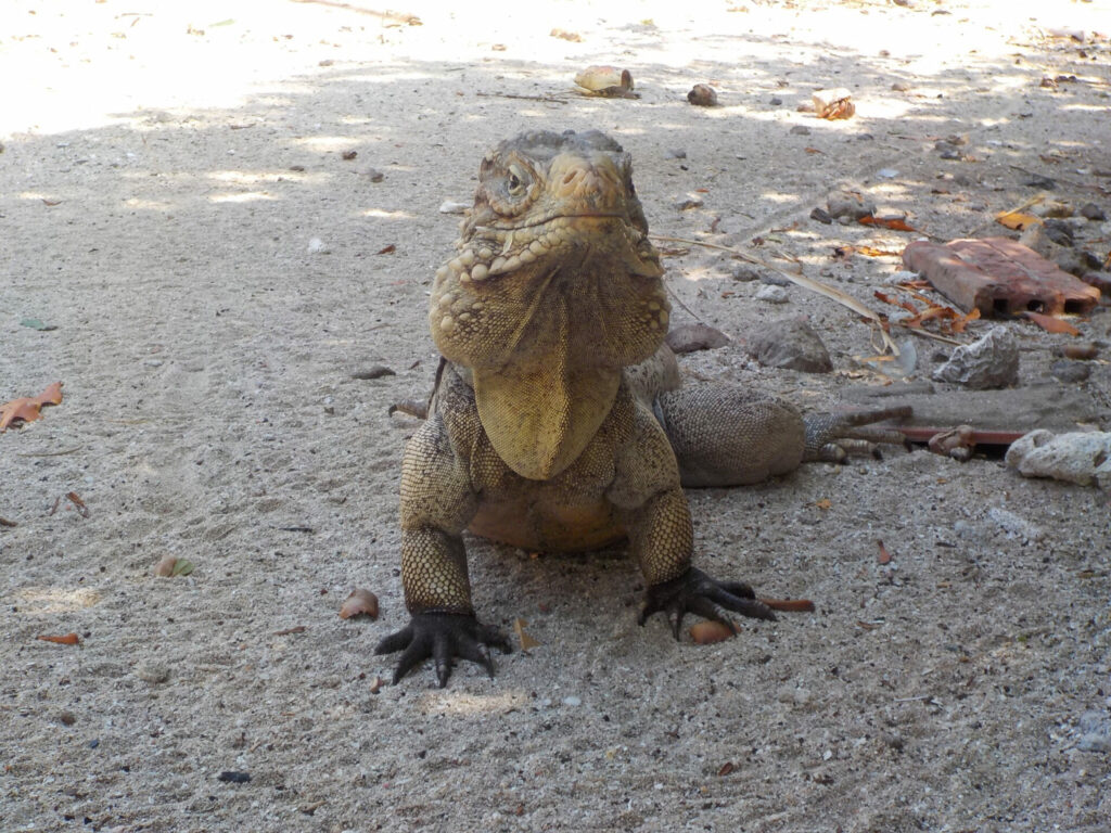 Kuba 2016 img 1533 kopie