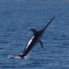 Cropped IMG 0568 Klein 140x140