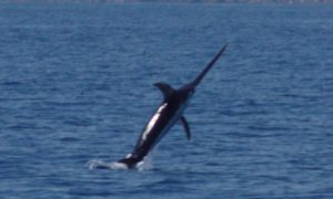 cropped-IMG_0568_klein.jpg